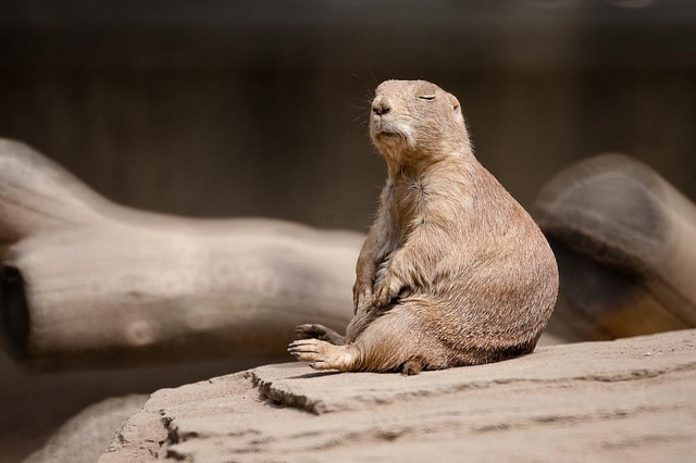 Does Meditation Work